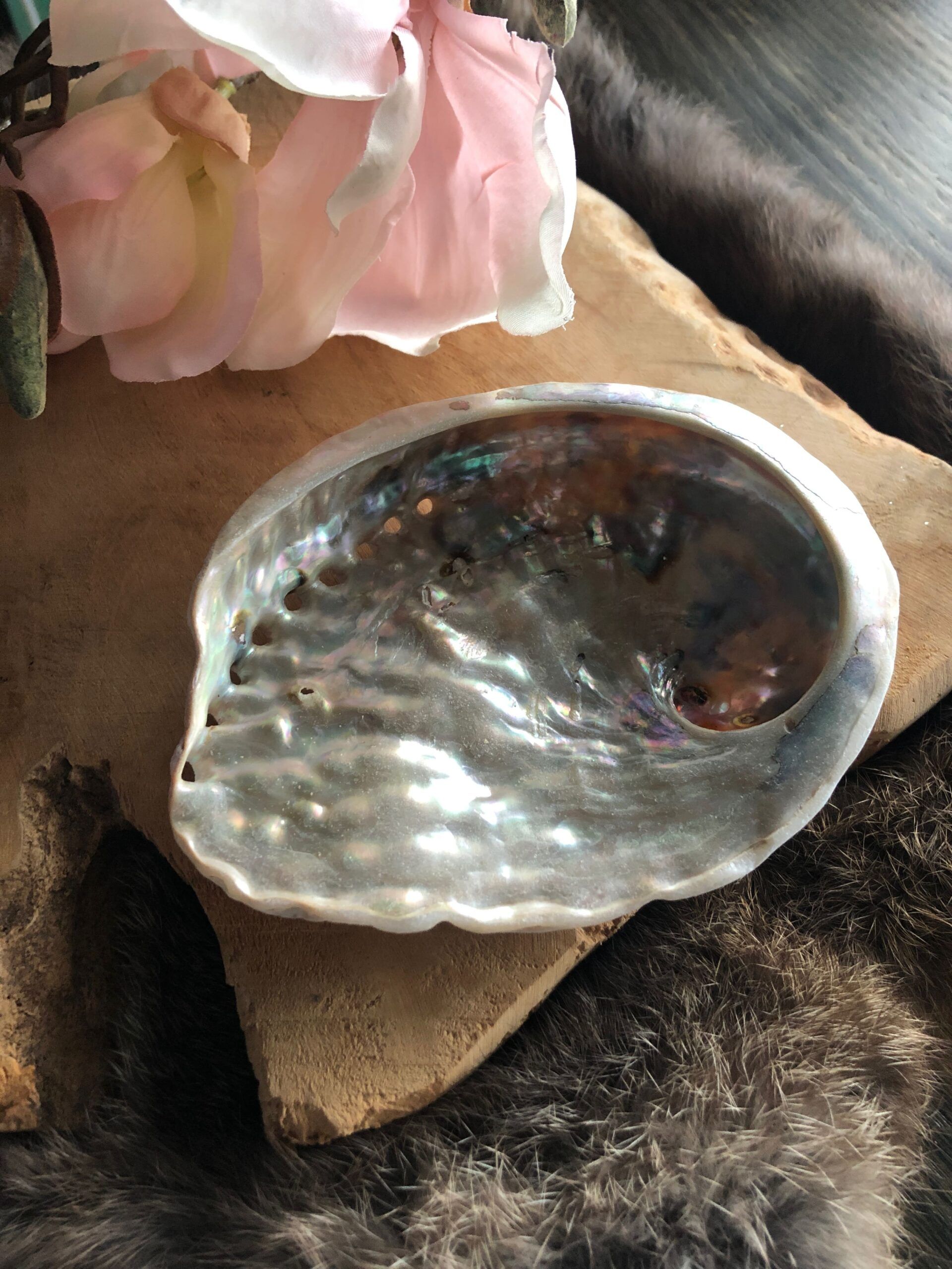 Abalone schelp lichte kleur